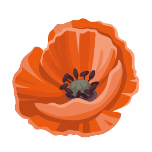 Amapola