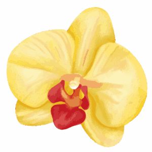 Orquídea